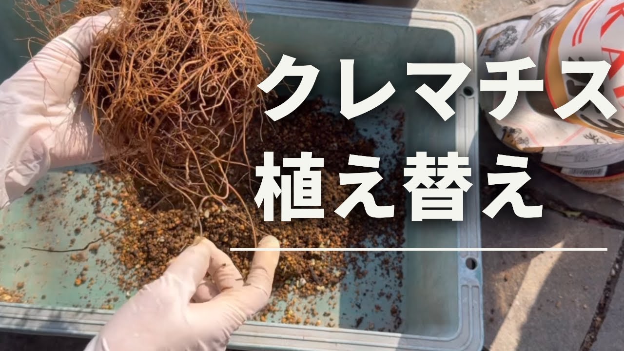 《クレマチス植え替え》出遅れた💦芽吹きが始まってしまたクレマチスの植え替え