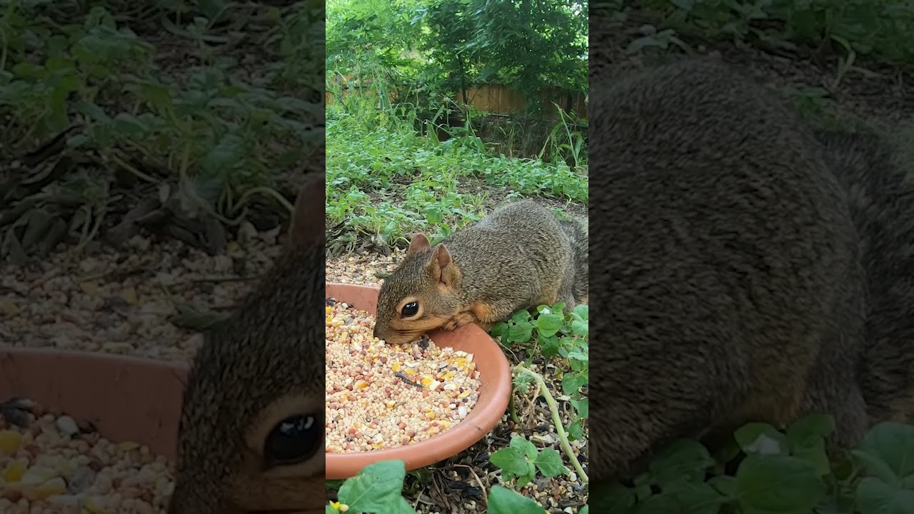 ⭐ The Best Cat TV - Cute Squirrels & Birds for Cats to Watch - Relaxing Nature Sounds in HD #cattv