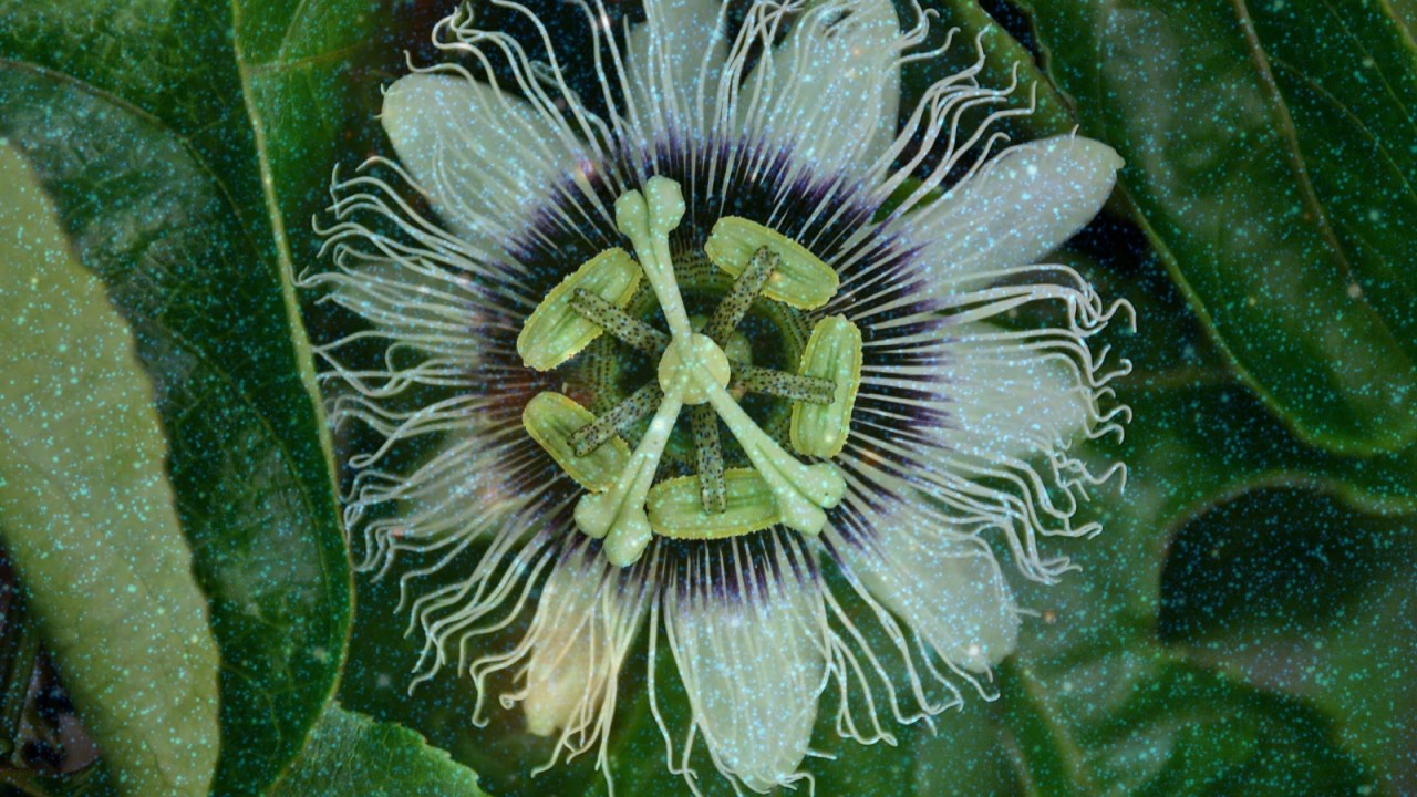 Andante and variations for mandolin and harpsichord in D-dur WoO 44b - Ludwig van Beethoven