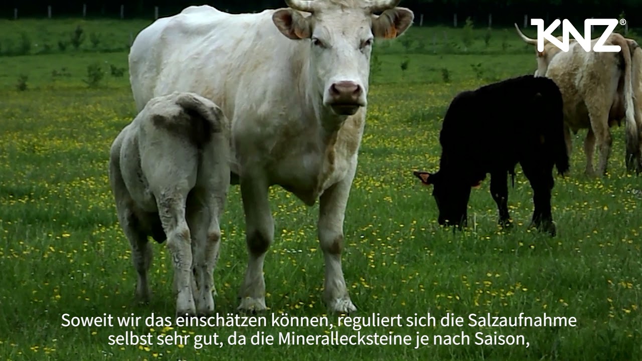 Eric Pottier &uuml;ber KNZ Salzlecksteine f&uuml;r K&uuml;he