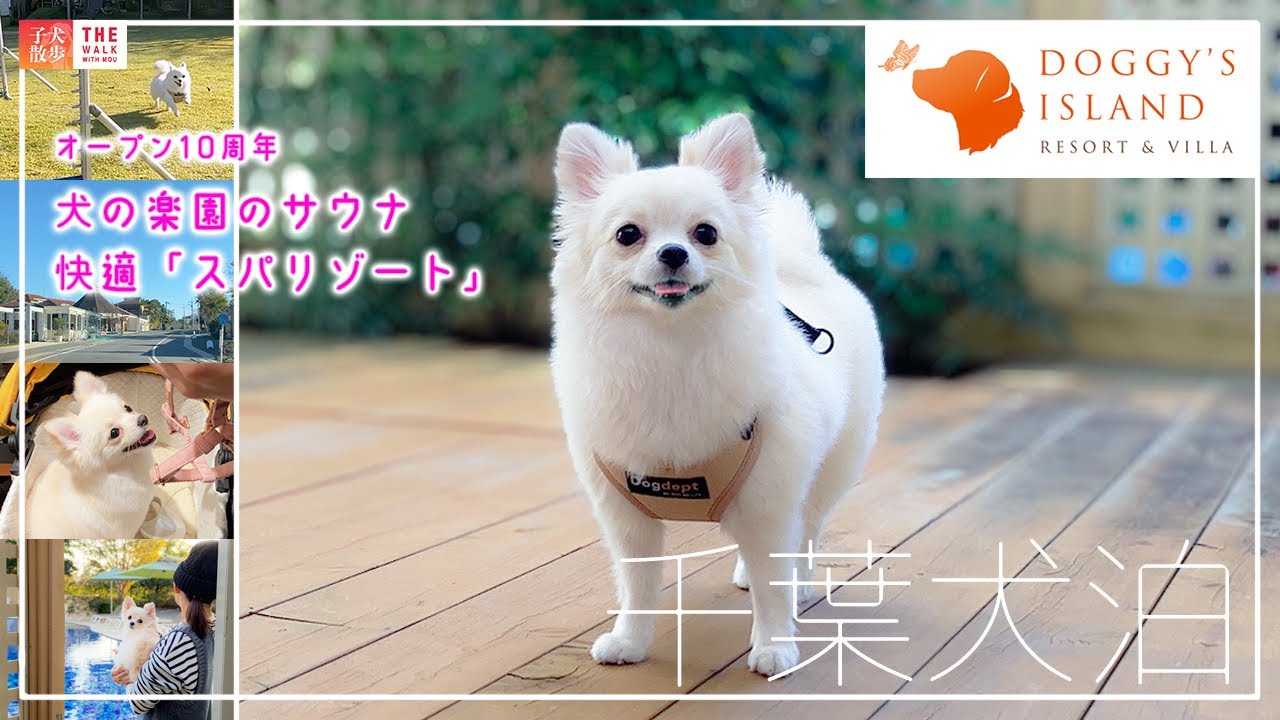 【千葉で犬泊】ドギーズアイランド🐕アクアテラスのスパスイートに愛犬と泊まる