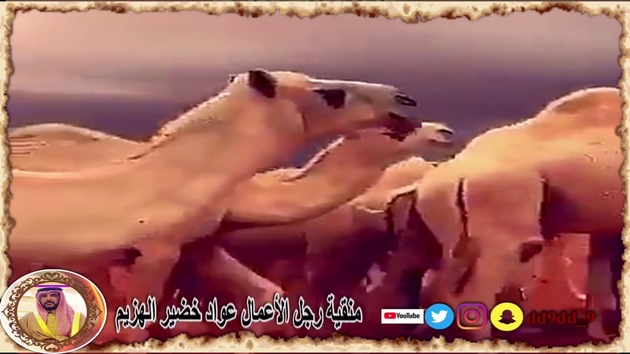 شيله خاصه بمنقية رجل الأعمال عواد خضير الهزيم الرمالي الشمري