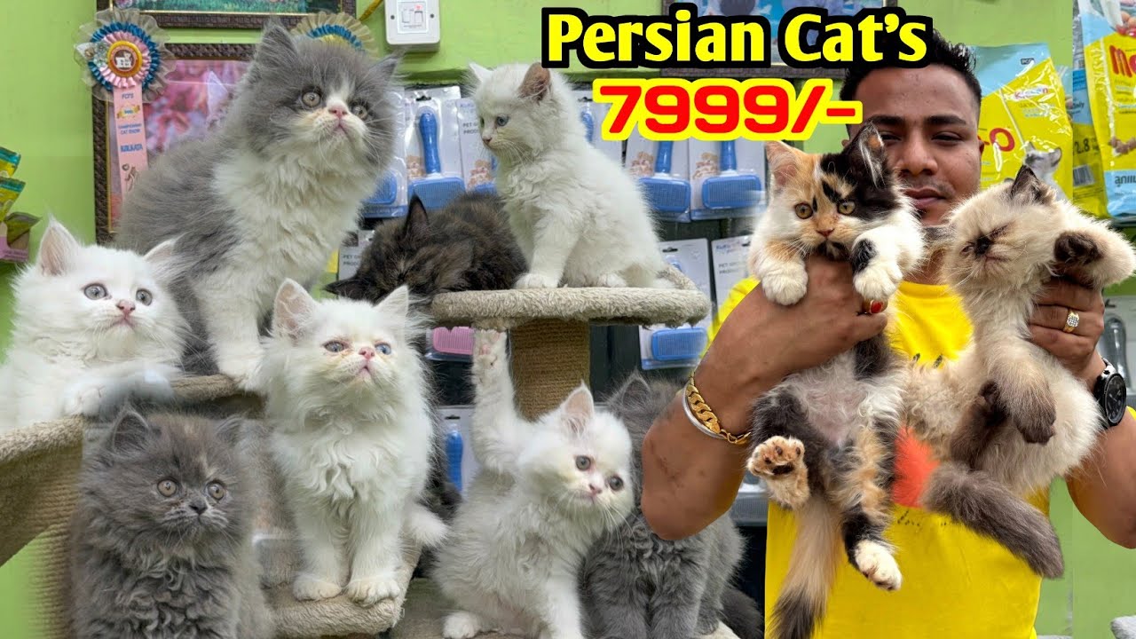 Persian Cat's Sale Offer Price. Cat Market in India. Kolkata Cat Market.