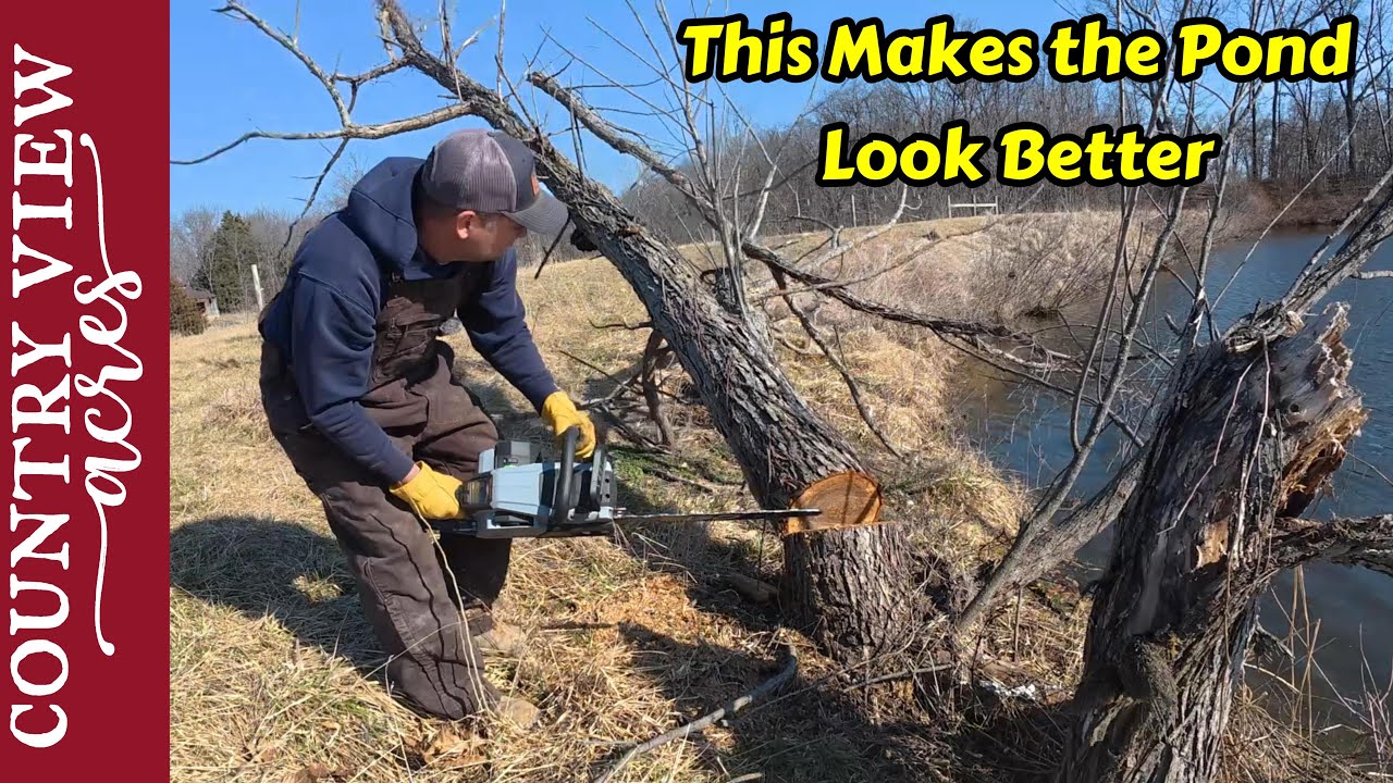 Clearing Trees Around Edge of the Pond.  Finishing up Splitting Firewood