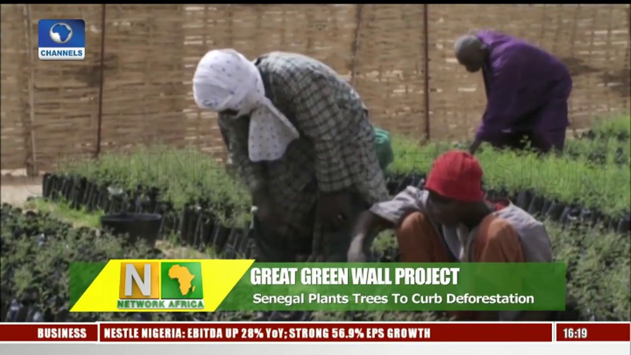 Senegal Plants Trees To Regreen The Sahel Desert  |Network Africa|