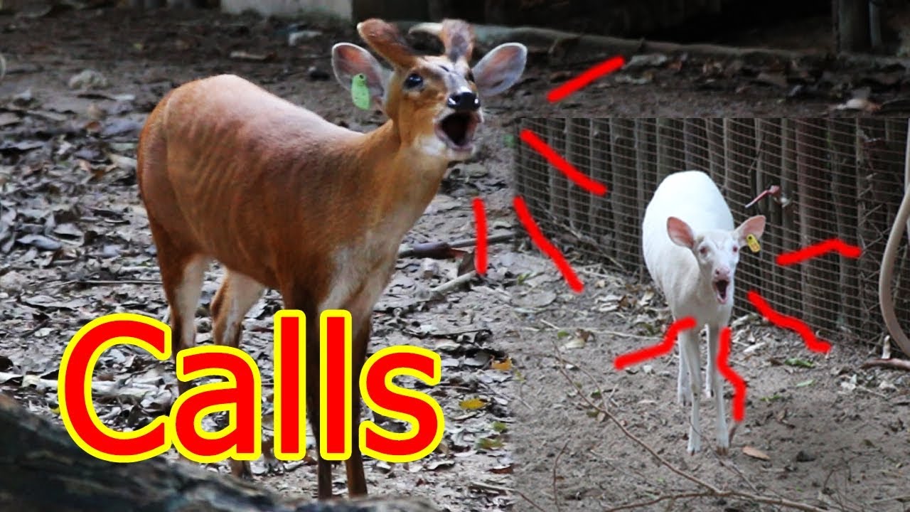 This video show rare sounds of  Barking deer.