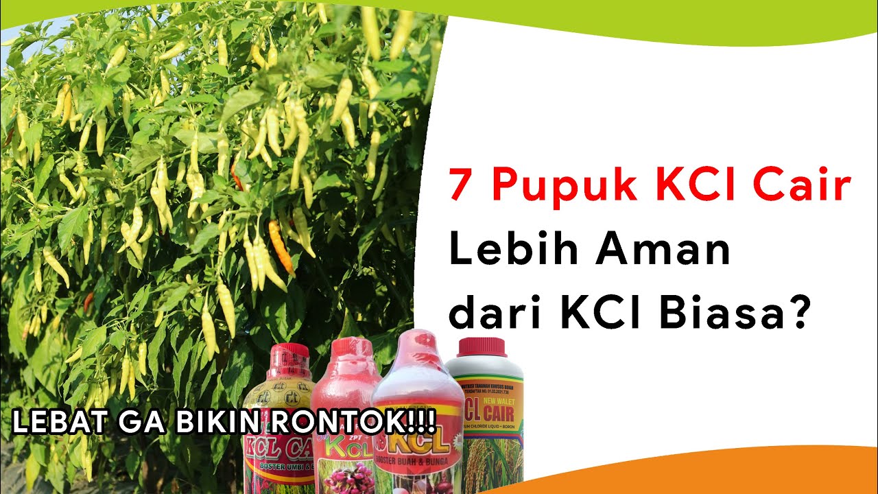 7 Pupuk KCl Cair, Lebih Aman dari KCl Biasa?