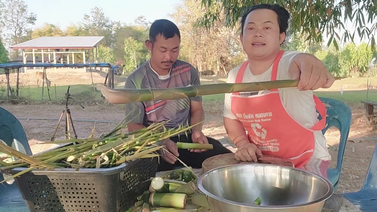 ออกเต็มกอแหนงหน่อไม้สายพันธุ์นี้ ไม่ว่าฤดูไหนก็ออกไม่หยุด
