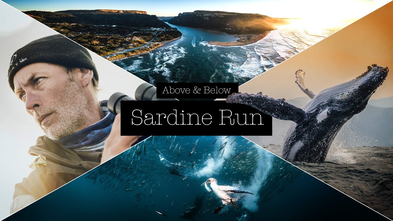 Ход сардин в Южной Африке — дикое побережье, мячи для ловли рыбы, ныряющие птицы, киты, акулы