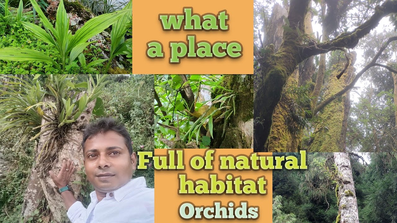 what a place!full of beautiful natural habitat orchids@SandipOrchid#orchid #delo #nature #species