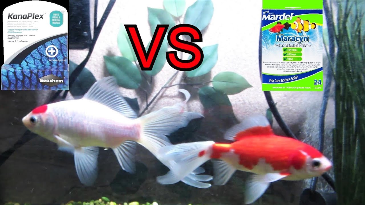 Goldfish Fin and Tail Rot Cure all GONE!