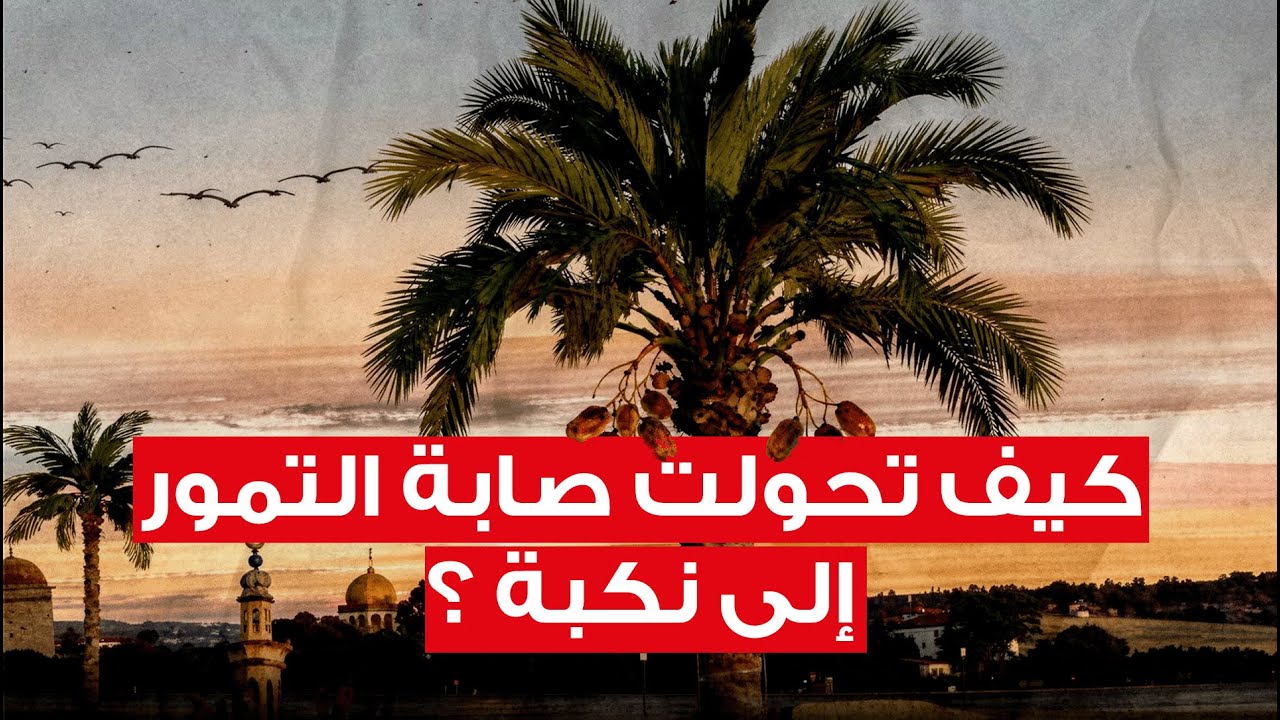 قطاع التمور في تونس: تخبّط في سياسات الدّولة يعمّق أزمة الفلاحين وصغار التجّار