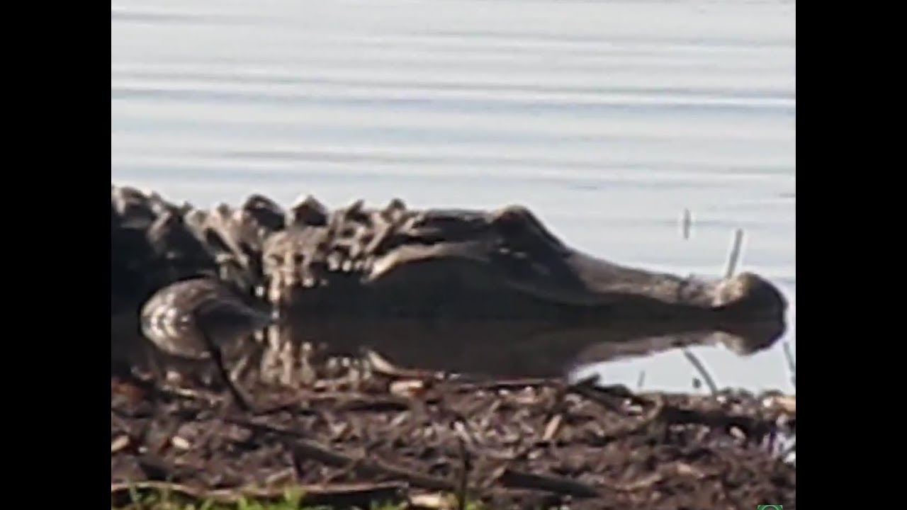 Gators Jesup Lake Florida