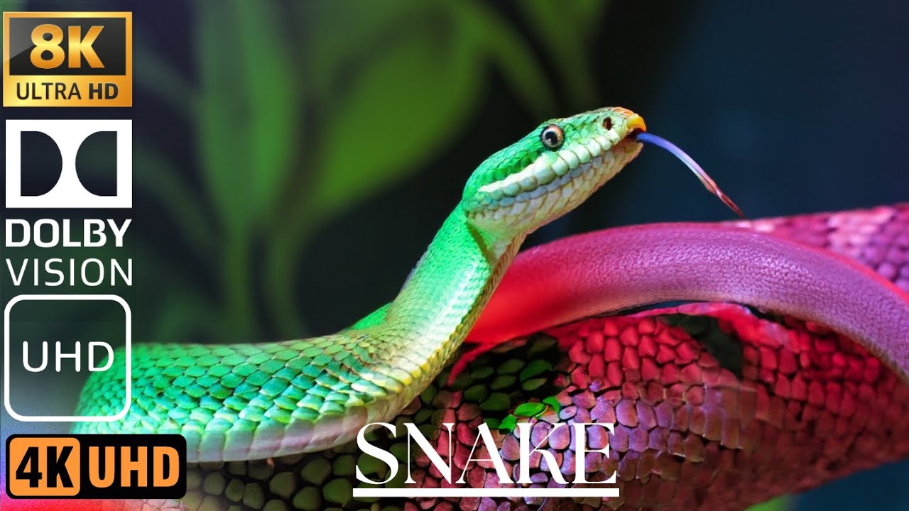 POISONOUS SNAKE | COSTA RICA IN 4K 60fps HDR (ULTRA HD)