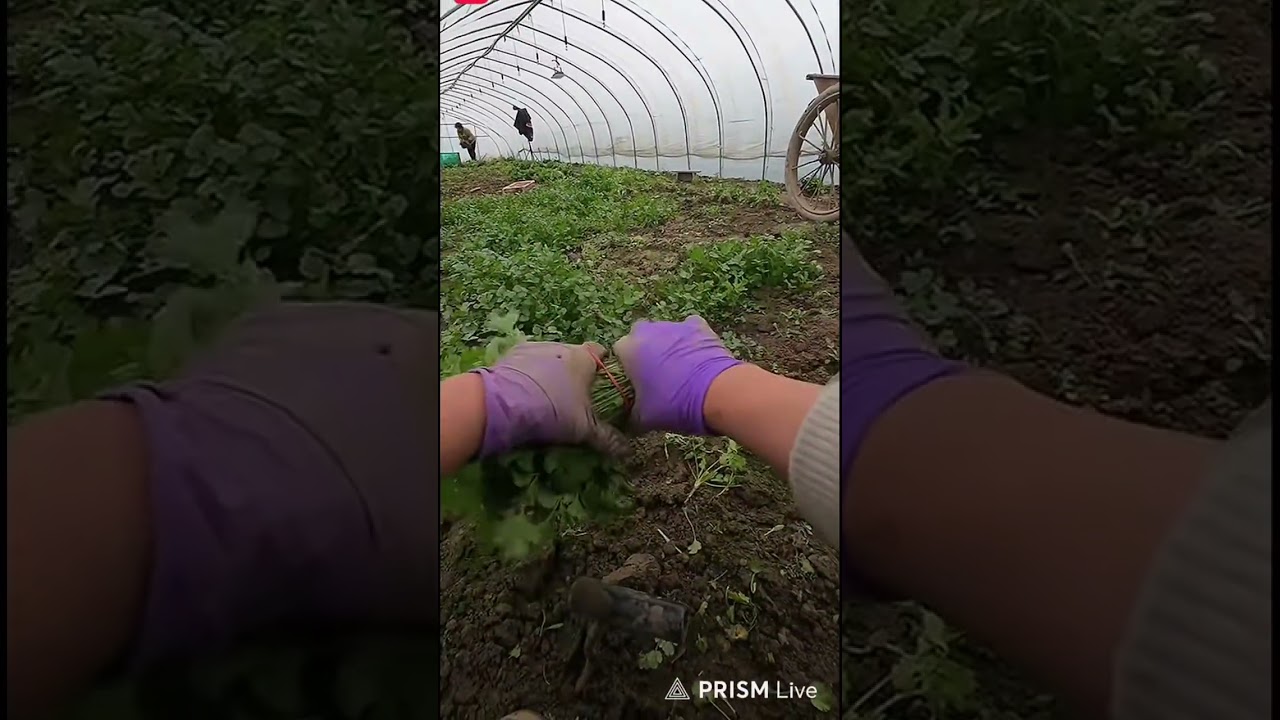 🤫TI was harvesting cilantro in the greenhouse today. I enjoyed the work.