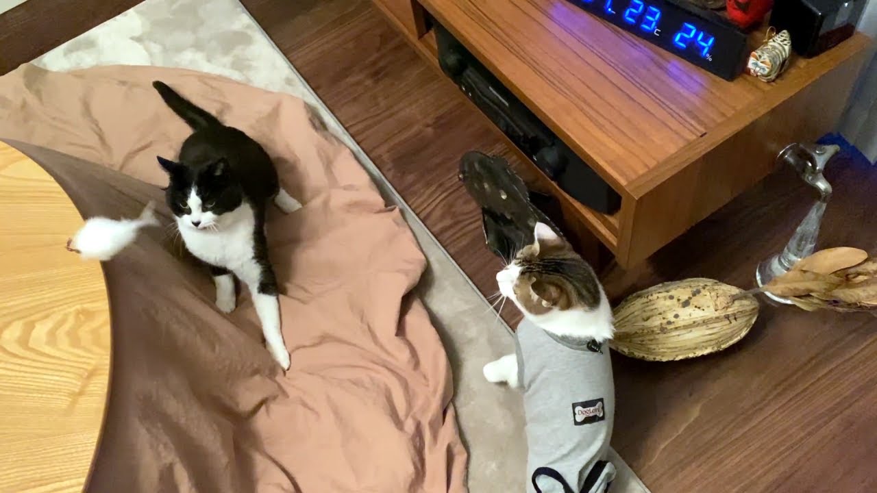 猫じゃらしに夢中で急接近しちゃったふたり