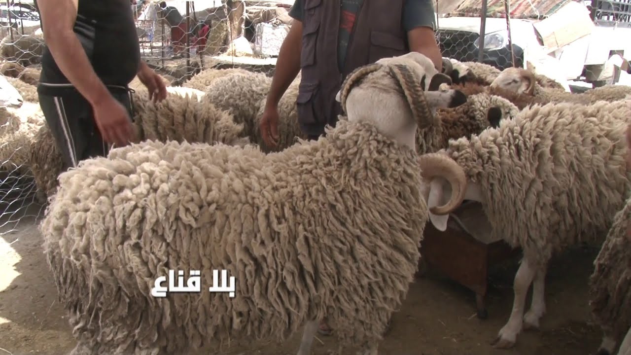 !! علالش العلا بالقيروان تثير دهشة كل من شاهدها..أضاحي عملاقة تجاوزت أوزانها المائة وثلاثين كلغ