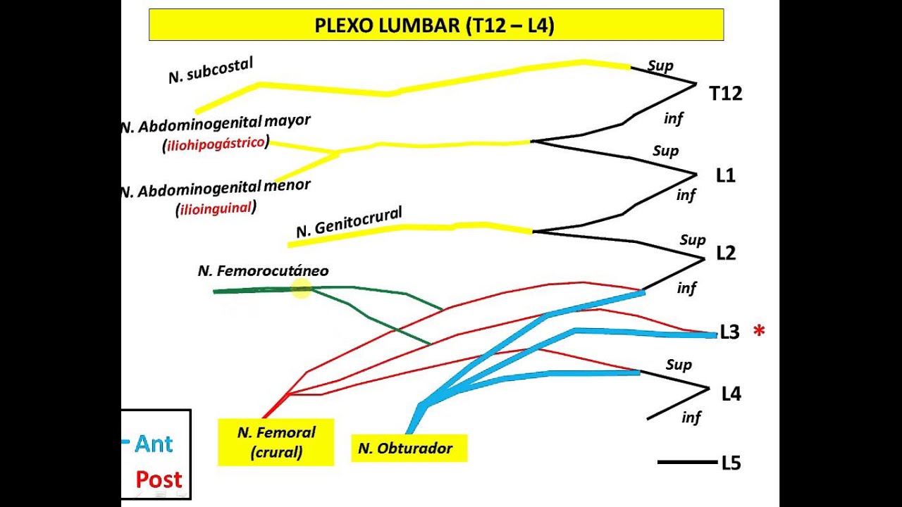 PLEXO LUMBAR  SACRO (DESCARGA la presentación GRATIS)