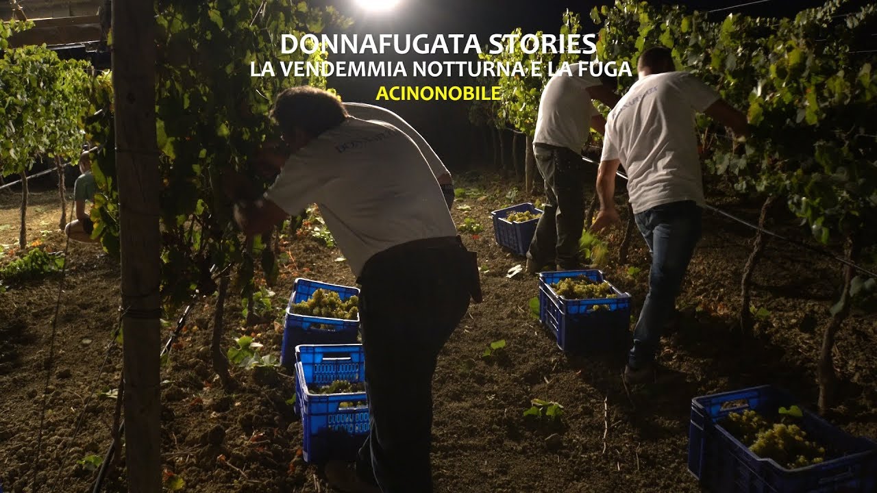 Donnafugata | La vendemmia notturna