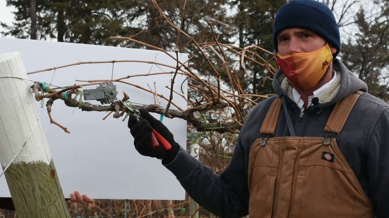 Pruning high cordon grapevines in Minnesota