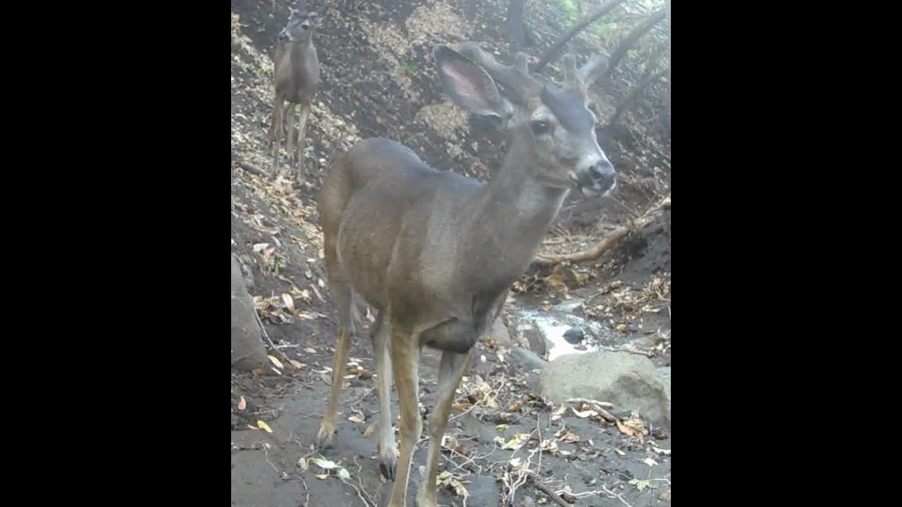 Somewhere in Topanga Canyon - Spring 2025 - After the Palisades Fire