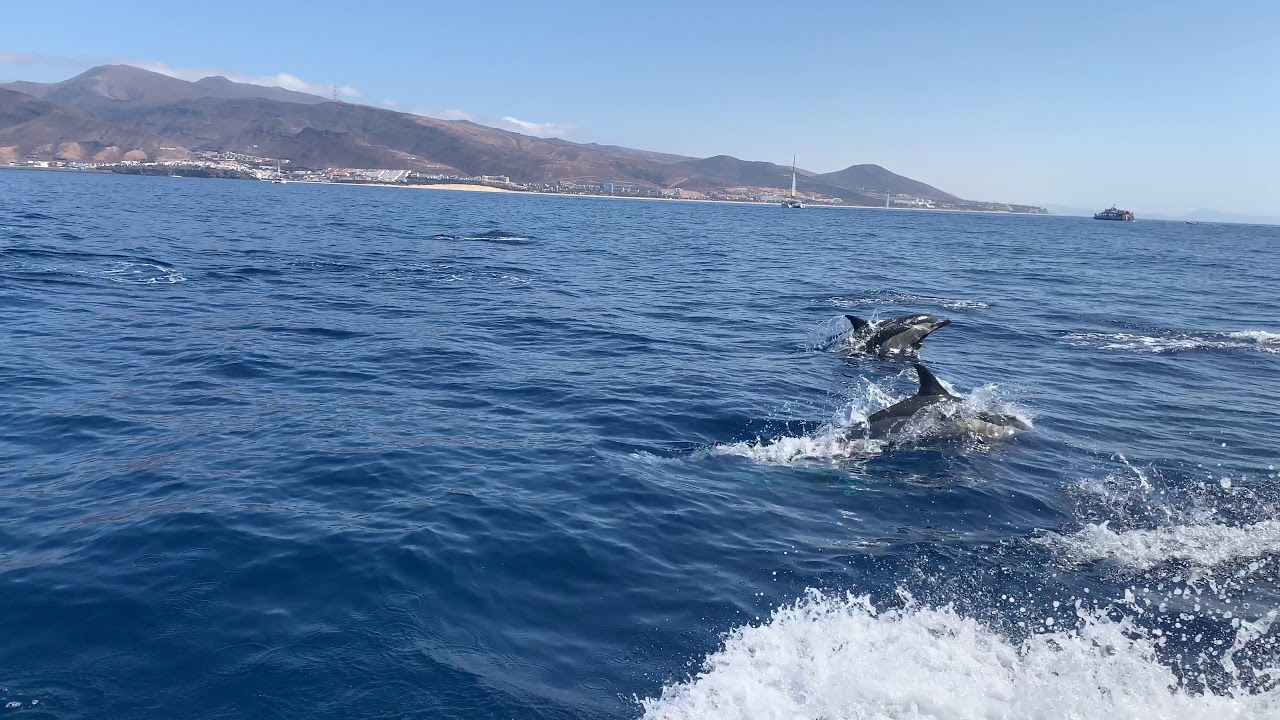 Dolphin Trip Morro Jable Fuerteventura