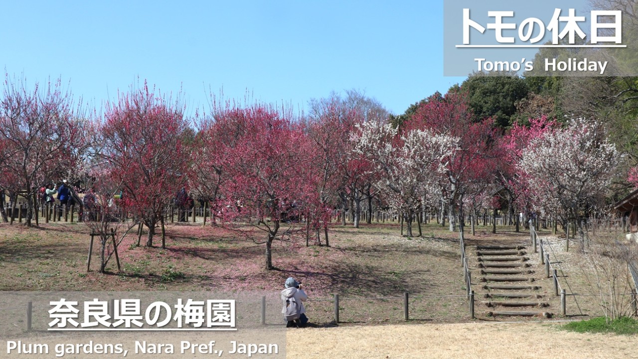 【お花見】奈良県の梅園へ―馬見丘陵公園・大和民俗公園―