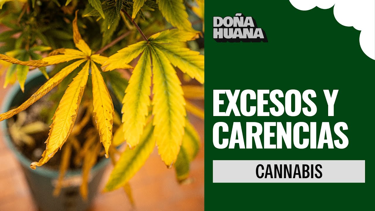 EXCESOS, CARENCIAS (nitrogeno, fosforo potasio y mas) Y PLANTAS TRISTES -CANNABIS