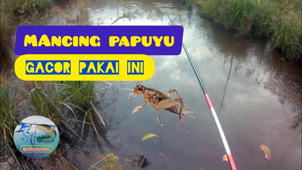 Mancing PAPUYU BETOK part Umpan Jitu | JANGKRIK |