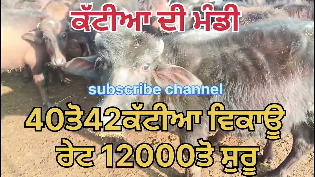 #40ਤੋ42 ਕੱਟੀਆ ਵਿਕਾਊ ਰੇਟ 12000ਤੋ ਸੁਰੂ ਫੋਨ 6284808411