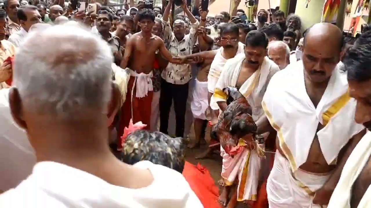 ശ്രീകുരുംബക്കാക്കാവ് ചെമ്പട്ടണിയുന്നു. ഭരണി ആഘോഷത്തിൻ്റെ ഭാഗമായി കോഴിക്കല്ല് മൂടൽ ചടങ്ങ് നടന്നു.