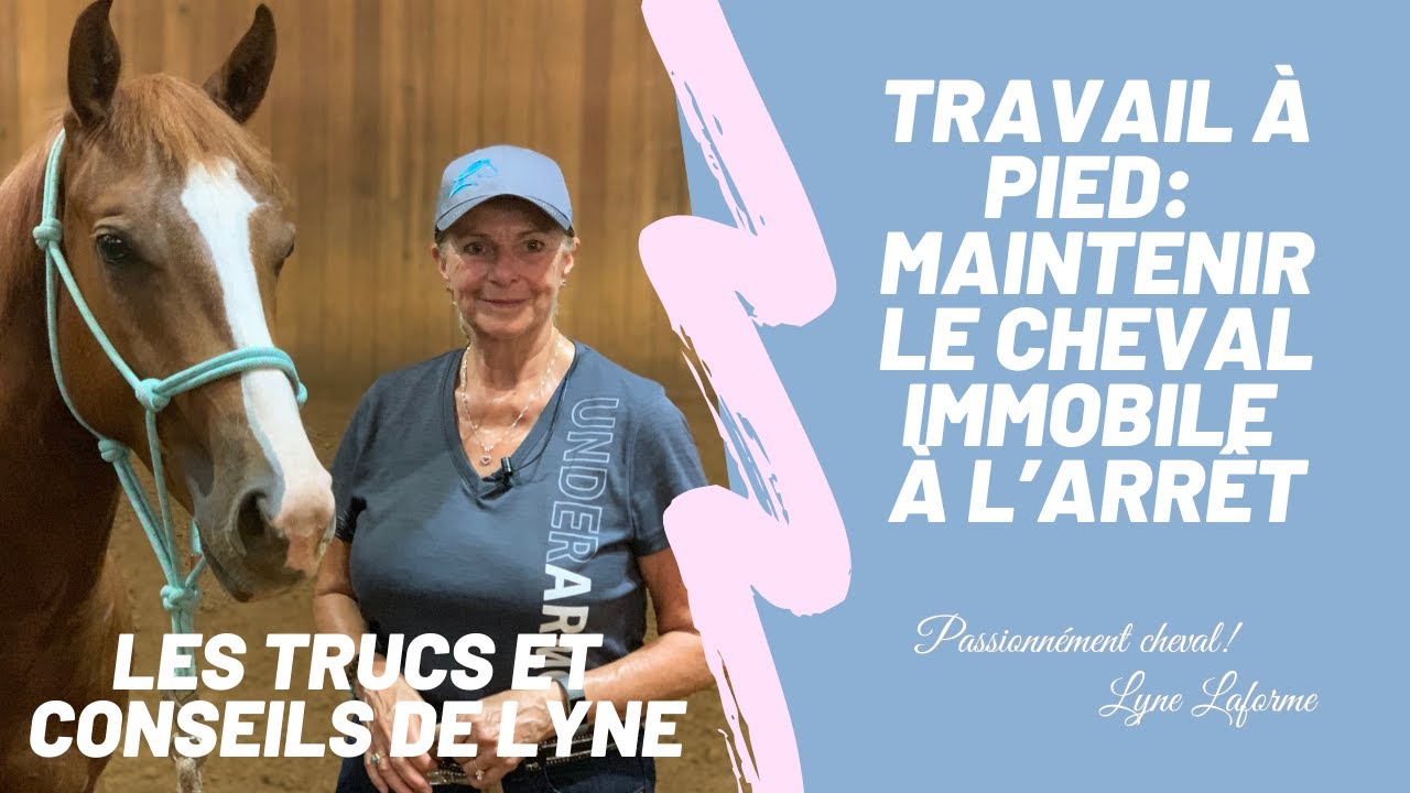 Travail à pied à l'arrêt: maintenir le cheval immobile. Vidéo 7 de la série : Le travail à pied!