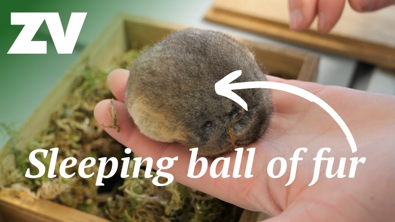 Good News from the Zoos - July 2024