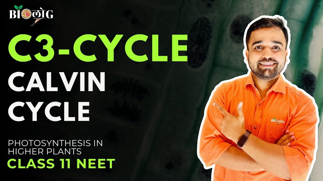 C₃ Cycle (Calvin Cycle) | Photosynthesis in Higher Plants | NCERT Explained I NEET I #biologkgsir