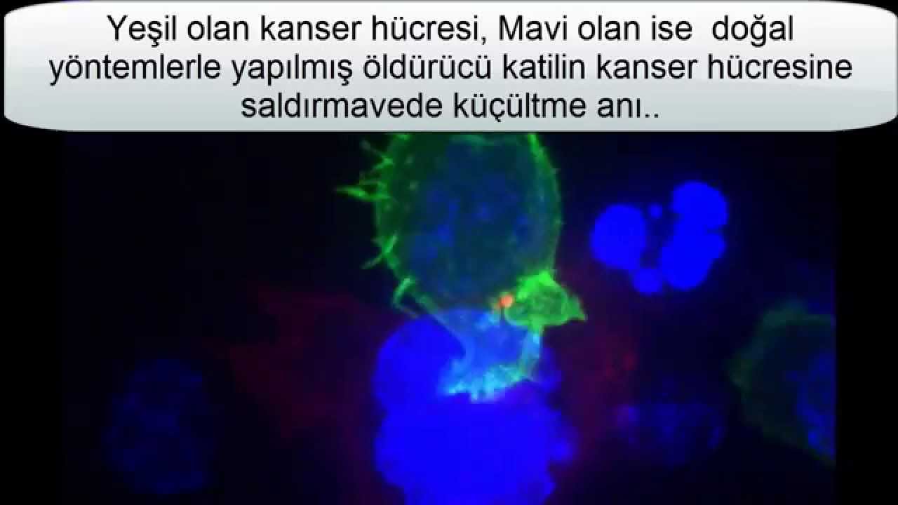 Hücrelerimizin Mikroskopik 8 Canlı Görüntüsü