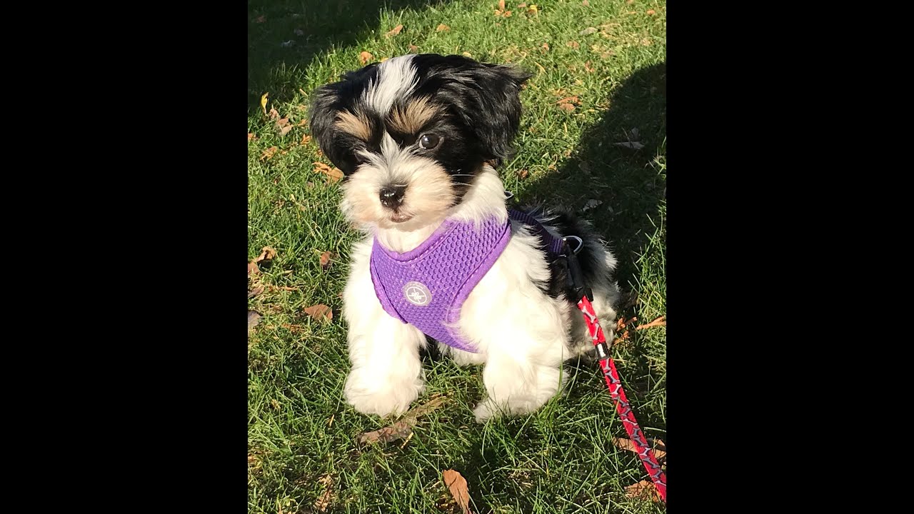 How to train Havanese puppy to walk on a leash!
