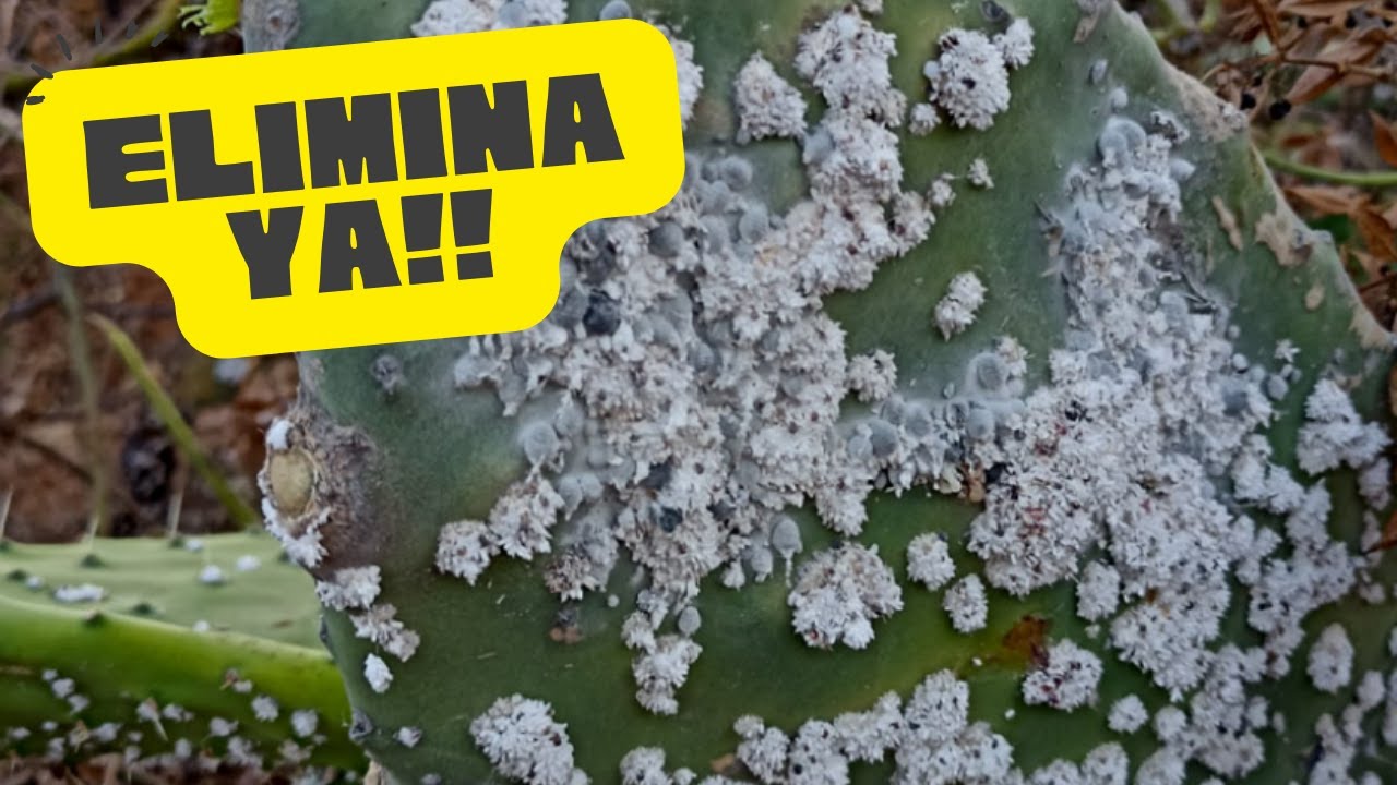 🌱ELIMINAR cochinilla GRANA carmin o algodonosa  de las PLANTAS  del JARDIN org&aacute;nico💚🌱
