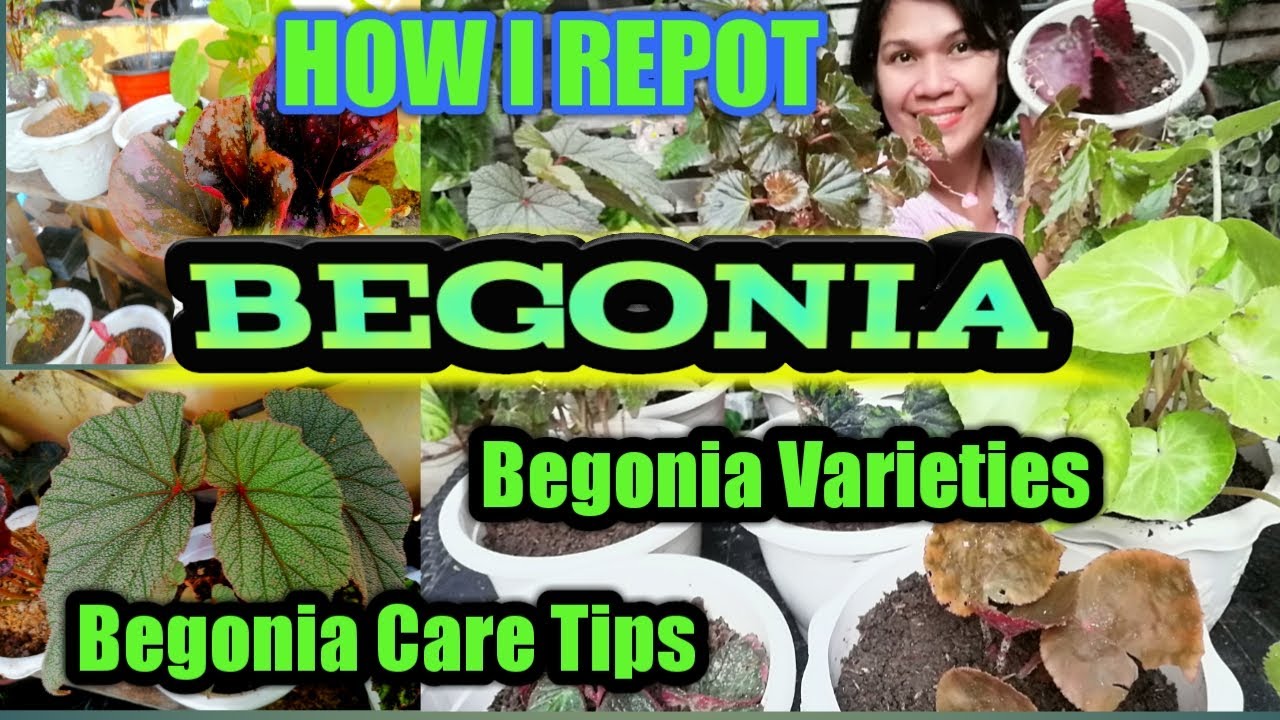 HOW I REPOT MY BEGONIA PLANTS /BEGONIA CARE TIPS and Tricks/Begonia  Varieties/Begonia Plant Care