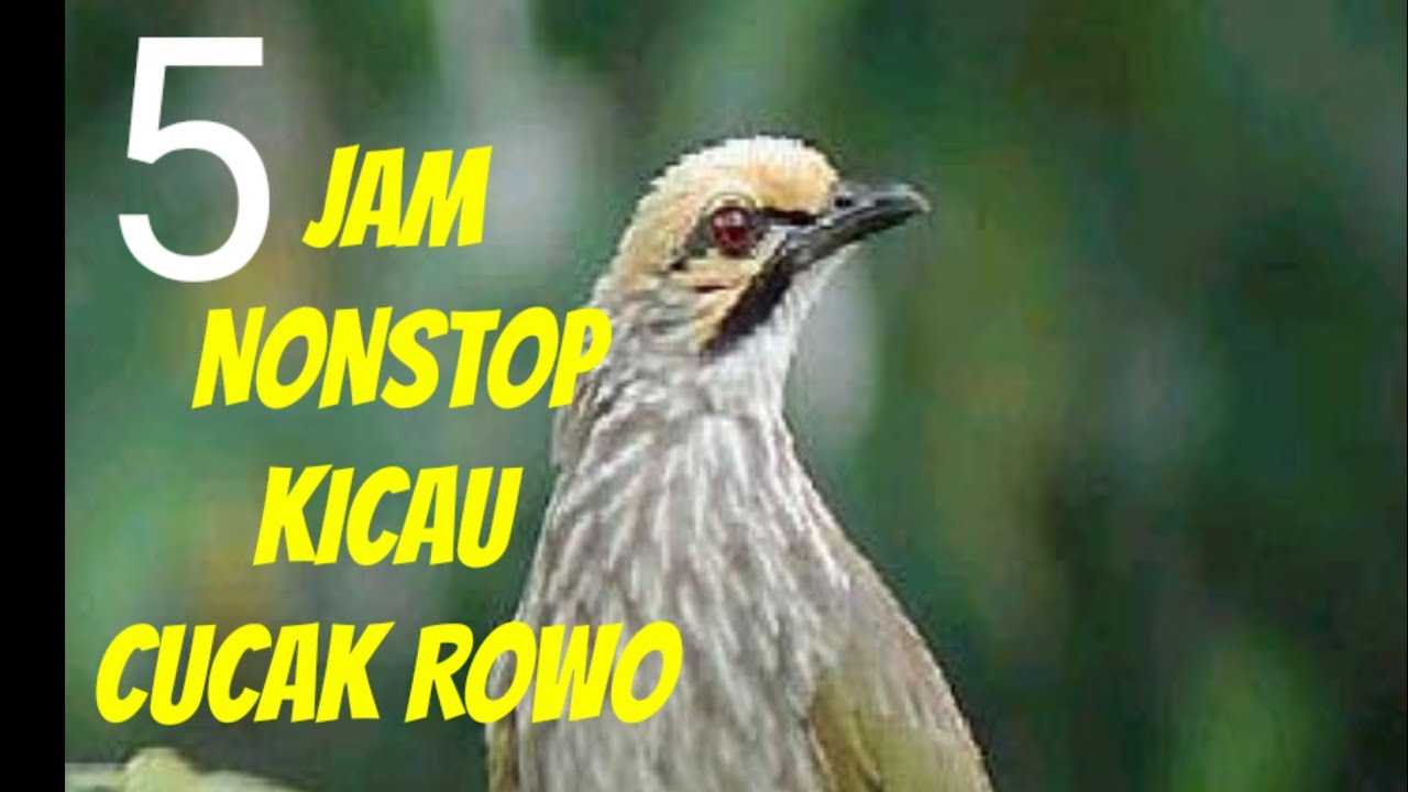 5 Jam Suara Kicau Burung CuCak Rowo