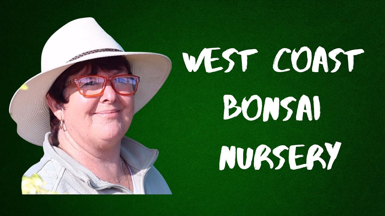 Japanese Black Pine: From seed to affordable bonsai stock with Dawn Collier
