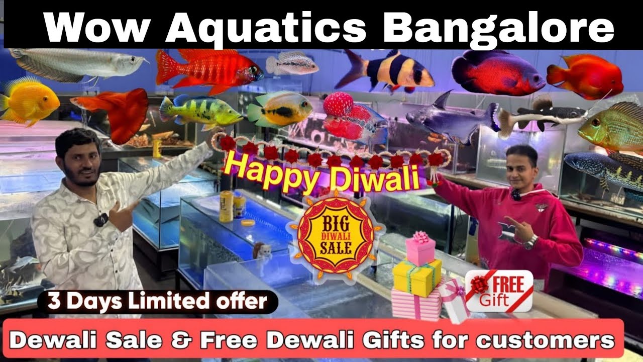 Dewali offers & Free Gifts | wow Aquatics &bull; New Offer &bull; New Fish Stock &bull; Exotic Fishes