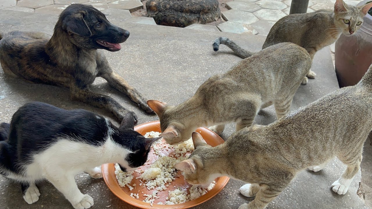 All baby puppies  and cats eating food | LUCY Official