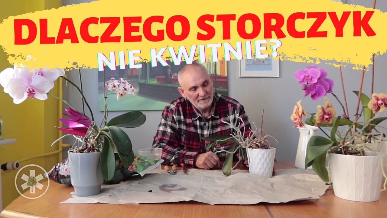 Dlaczego storczyk nie kwitnie?