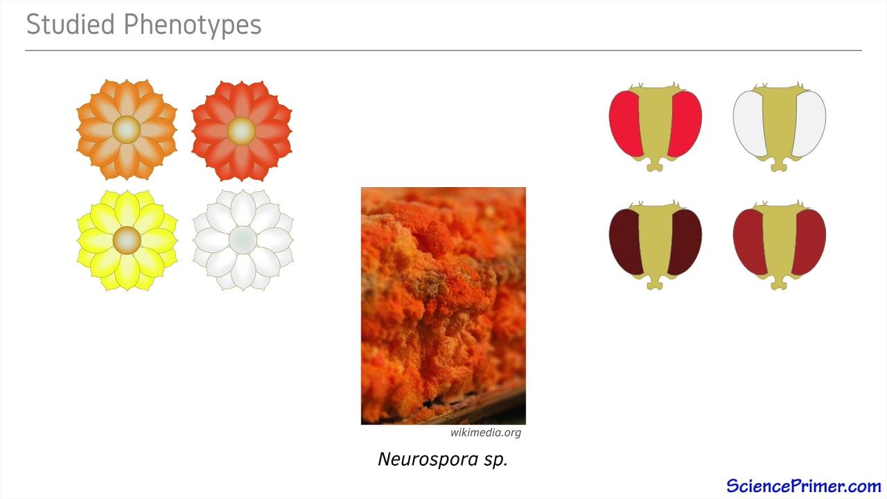Beadle and Tatum Part 1: Neurospora crassa