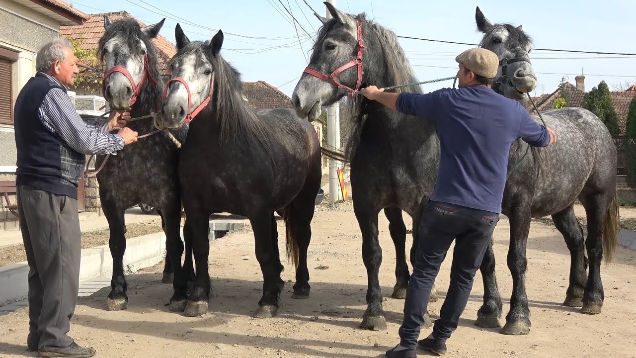 Surele lui Gheizu de la Tinca, Bihor 2018