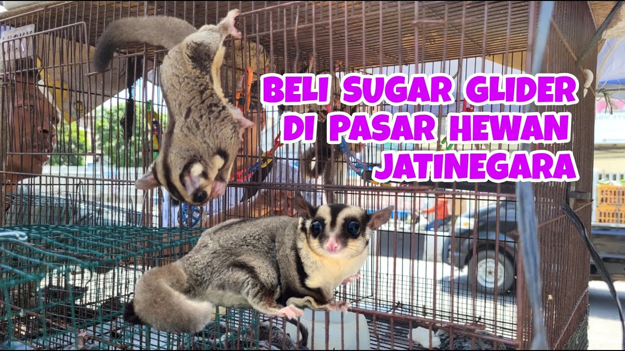 BELI SUGAR GLIDER DI PASAR HEWAN JATINEGARA JAKARTA