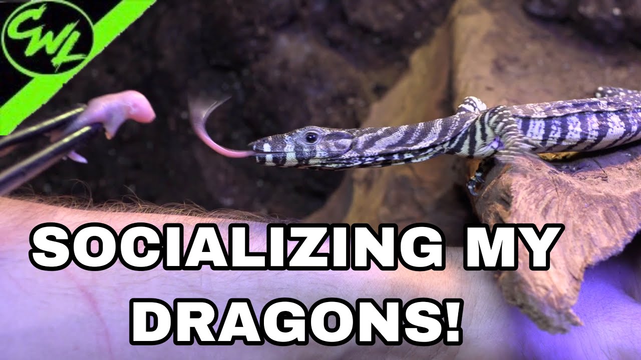 Hanging out with LACE MONITORS!!!