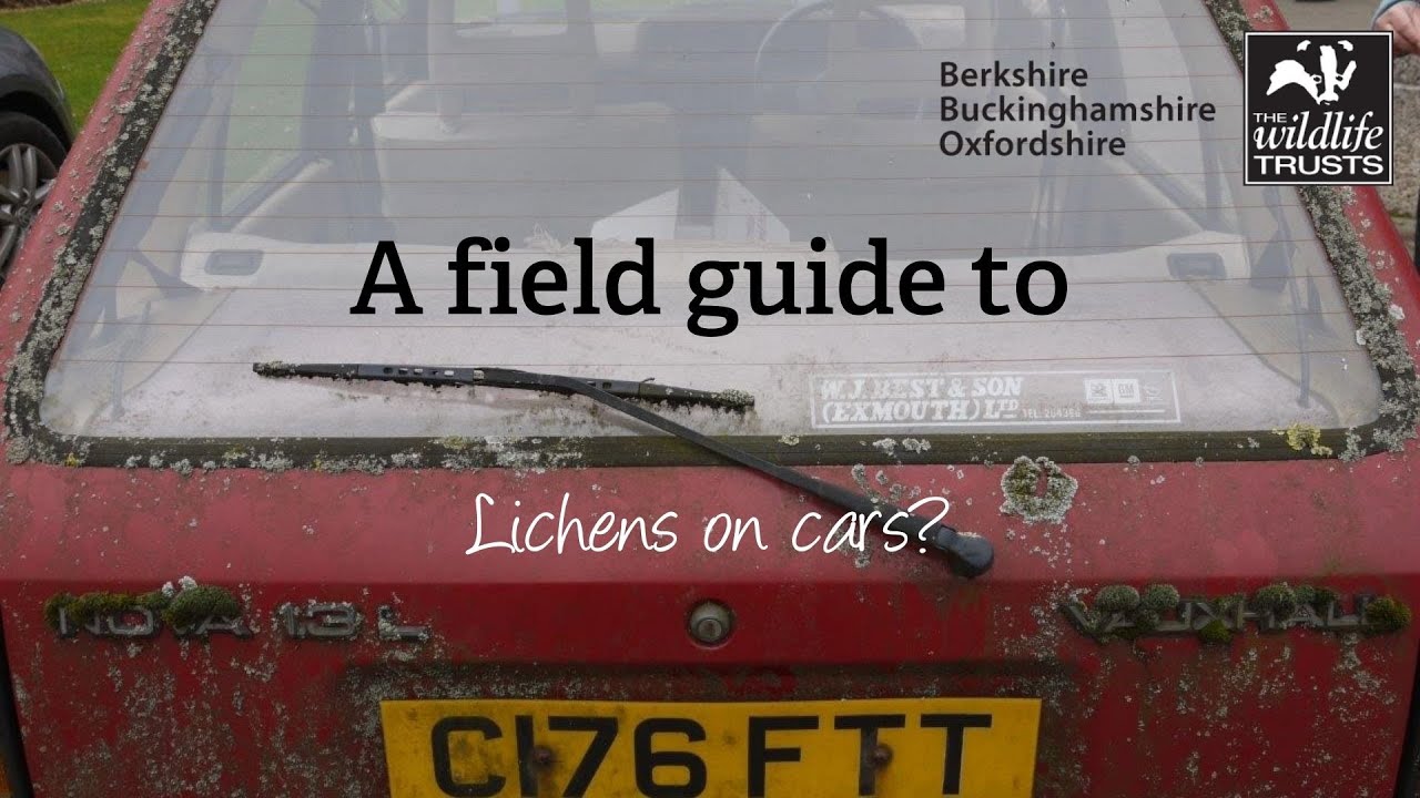 Field Guide to Lichens on Cars?