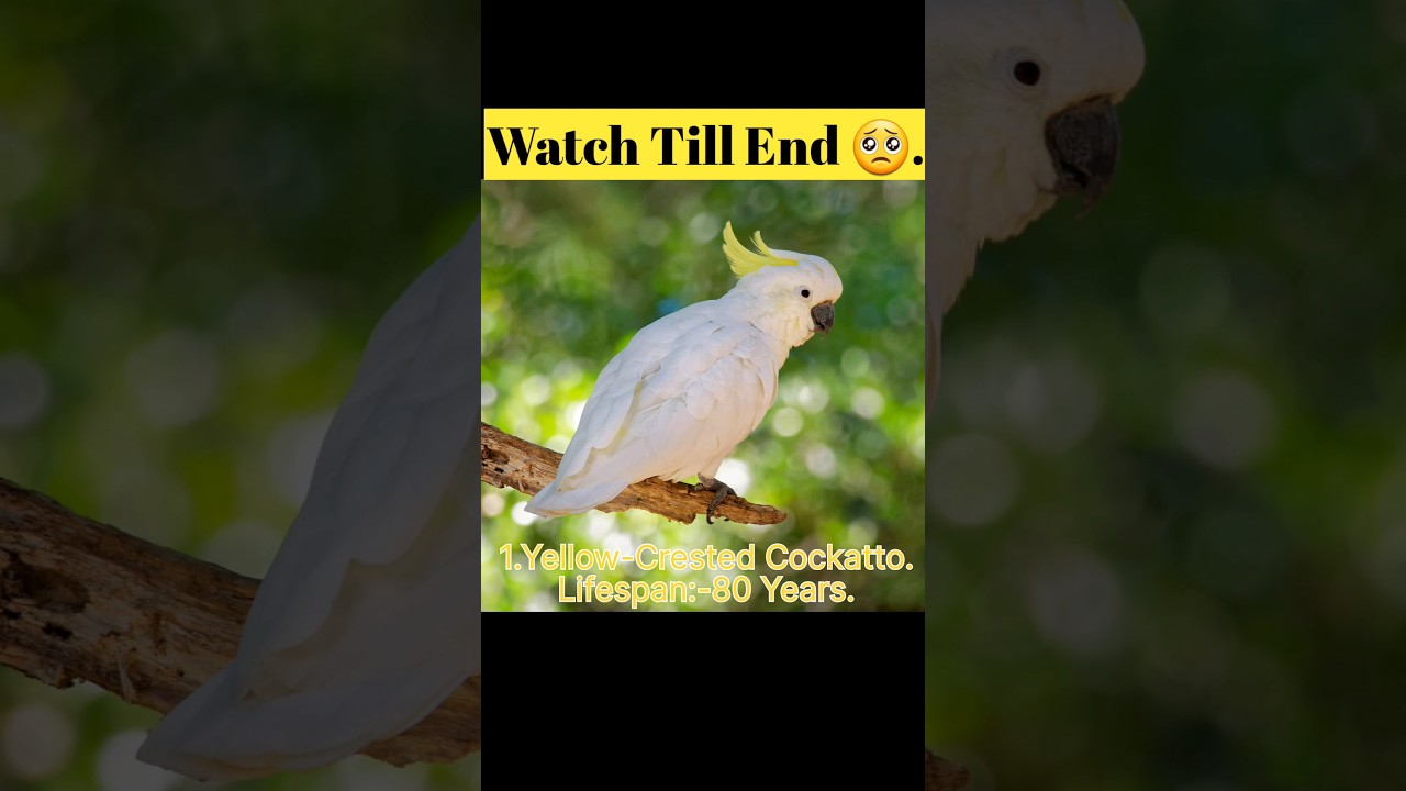 top 10 longest lifespan bird in the world 🌎 #youtubeshorts #shorts #short😈😈 Please wait for end😭😭