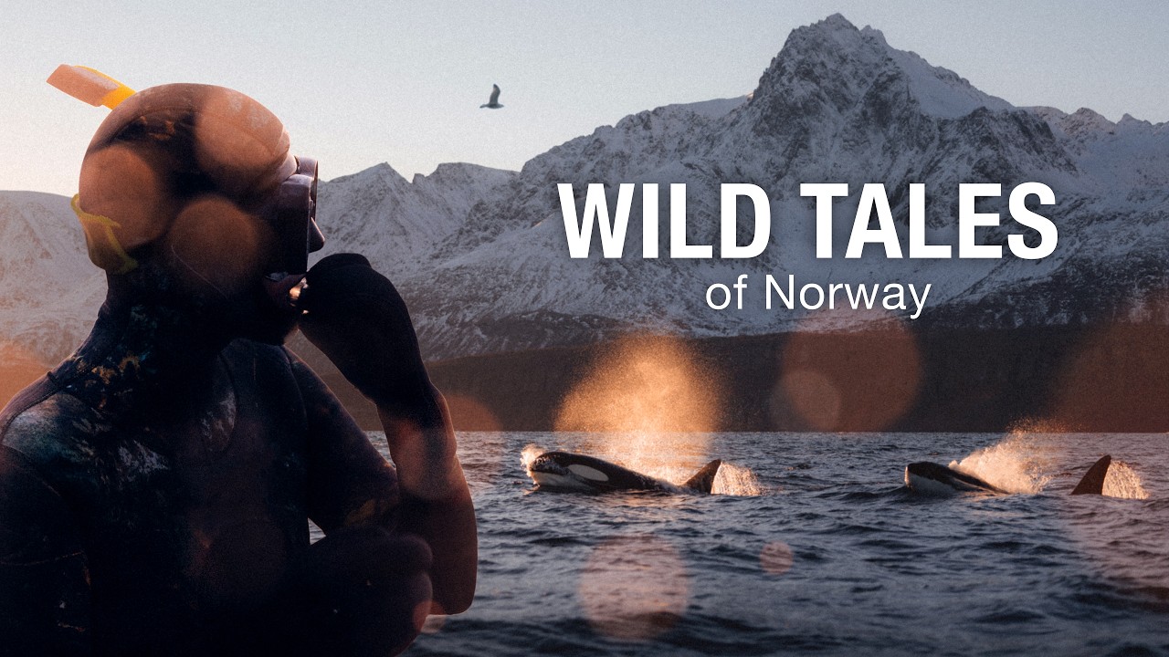 Wild Tales of Norway | Orcas & Whales of the Arctic Fjords